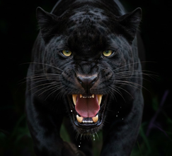 Snarling panther